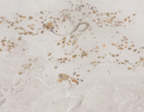 Papier peint japonisant - Brume de pins