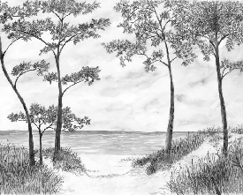 Seaside Pines and Dunes Wallpaper - Black and White