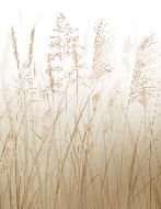 Wheat field flower wallpaper