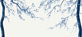 White Sakura flower panoramic wallpaper