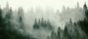 Green misty forest wallpaper