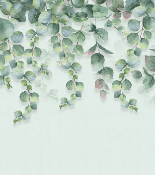 Eucalyptus plant nature wallpaper