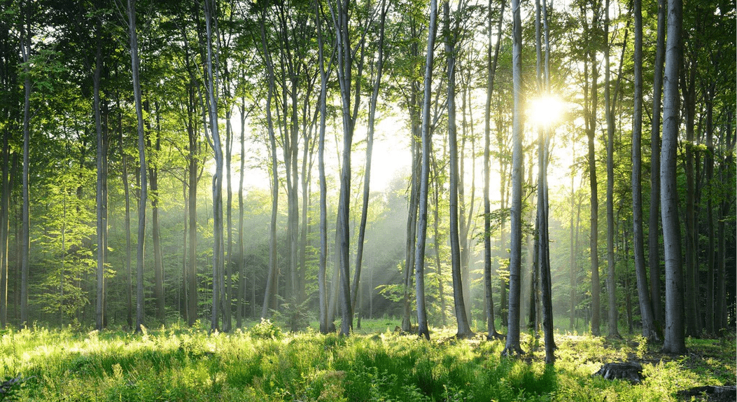 Panoramic pine forest wallpaper