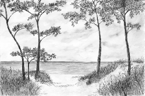 Papier peint Pins maritimes et dunes - Noir et blanc - Muralconcept