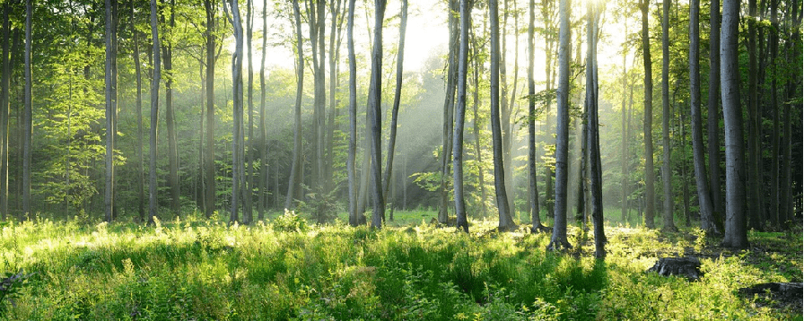 Panoramic pine forest wallpaper