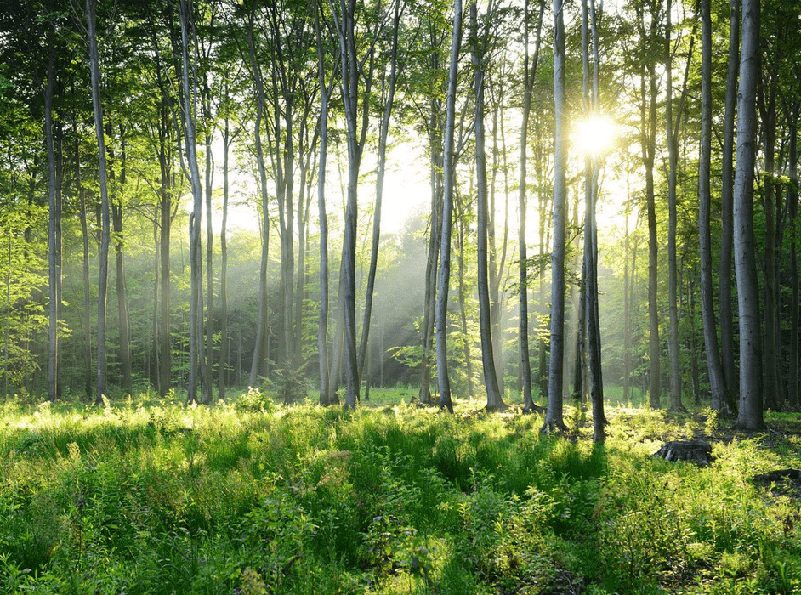 Panoramic pine forest wallpaper