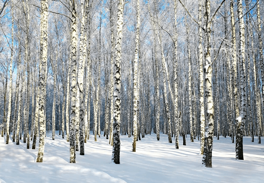Birch Wood Forest bathroom wallpaper