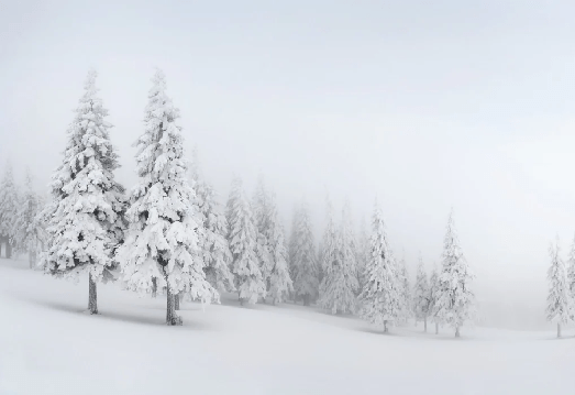 Panoramic snow-covered forest wallpaper
