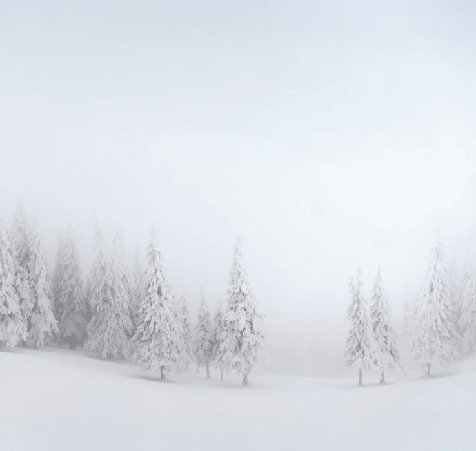 Papier peint panoramique forêt enneigée - Muralconcept