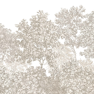 Papier peint paysage forêt gravure beige - Muralconcept