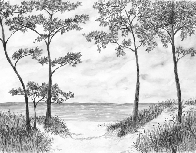 Papier peint Pins maritimes et dunes - Noir et blanc - Muralconcept