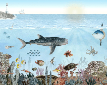 Marine animals wallpaper