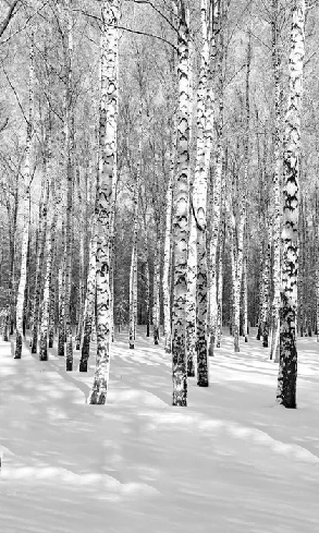 Birch Wood Forest Wallpaper