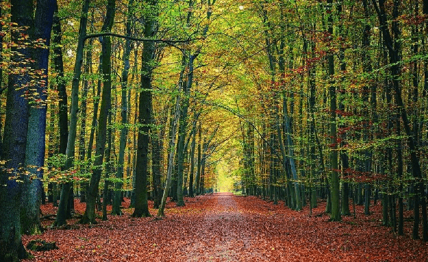 Vercors Forest Panoramic Wallpaper