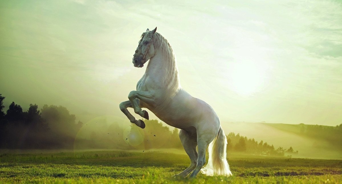 Papier peint panoramique cheval princier - papier peint sur mesure francais - muralconcept