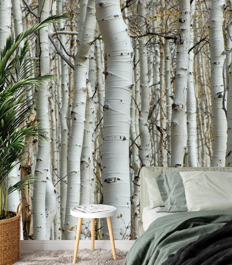 Papier peint Forêt de bouleau - papier peint sur mesure francais - muralconcept